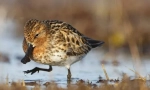 Kulik shoveling